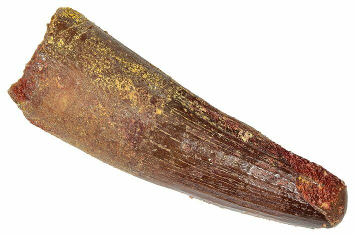 Fossil Spinosaurus Tooth - Feeding Worn Tip #346314